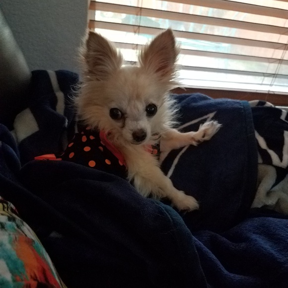 Meet your Posh Ambassador, Brandy - Picture 4 of 8